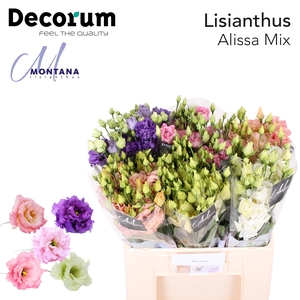 Lisianthus Alissa mix 60cm