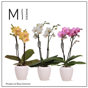 Mimesis Phal. Mix - 2 spike 7cm in Martine White Ceramic