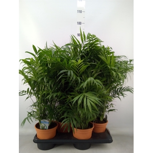 Chamaedorea elegans