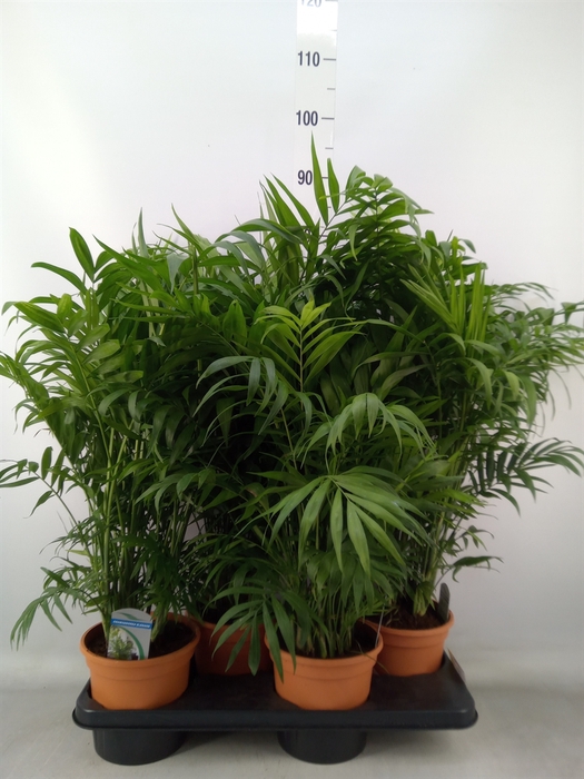 <h4>Chamaedorea elegans</h4>