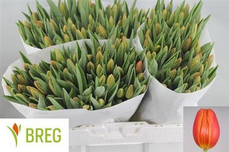 <h4>Tu En Orange Juice</h4>