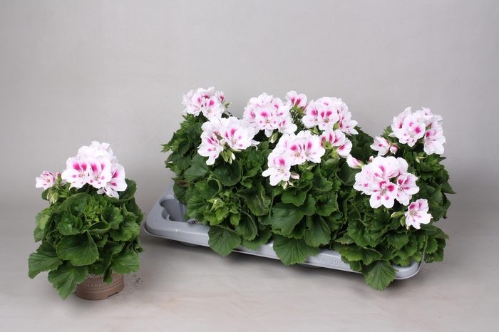 <h4>PEL GR WHITE/ROSA</h4>