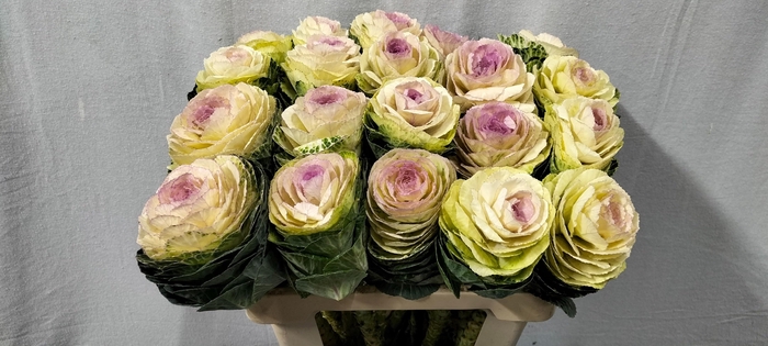 <h4>BRASS CONDOR WHITE</h4>