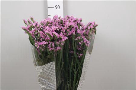 <h4>Lim S Fantasia Wings</h4>