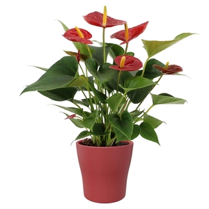 Anthurium Diamond Red in Alicante ceramics