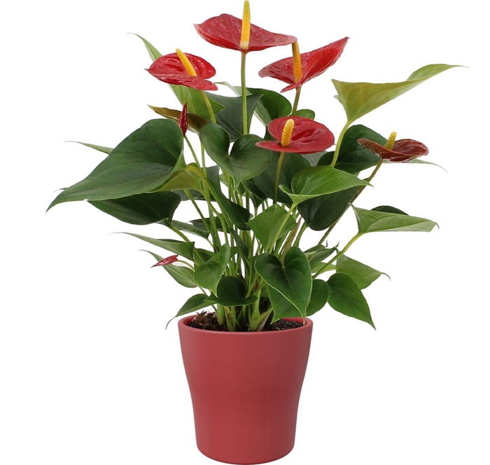 <h4>Anthurium Diamond Red in Alicante ceramics</h4>