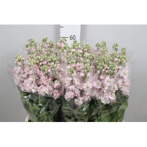 Matth Milla Light Pink