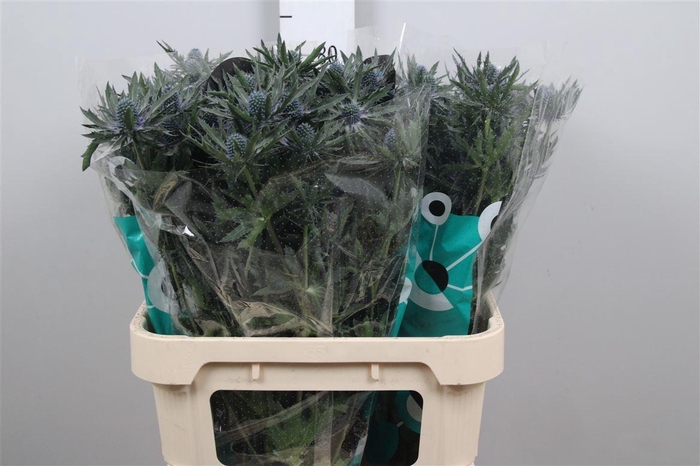 <h4>Eryn Orion Qstar</h4>