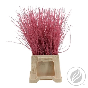 Birch 70cm Light Pink