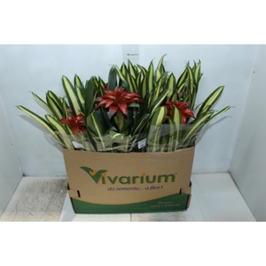 GUZMANIA LINGULATA P14