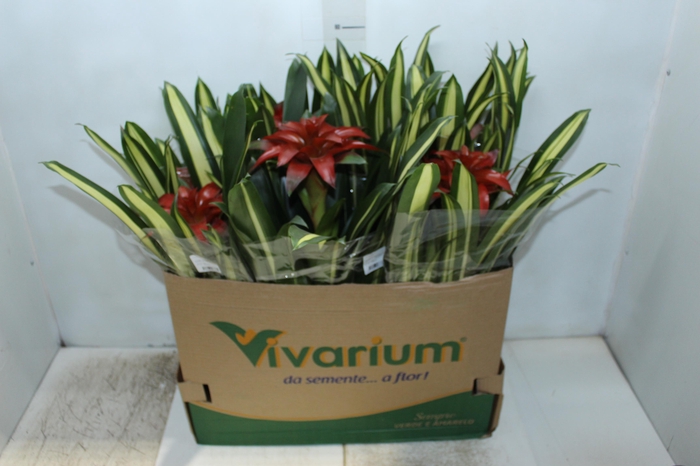 <h4>GUZMANIA LINGULATA P14</h4>