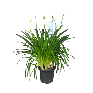 Agapanthus Big Blue, 4-5 takken