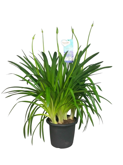 <h4>Agapanthus Big Blue, 4-5 takken</h4>