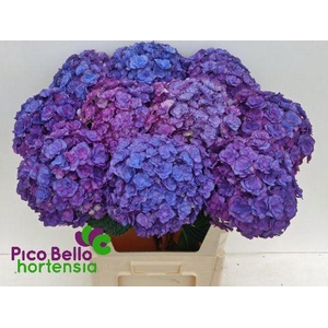 HYDR M ROY ANASTA BL