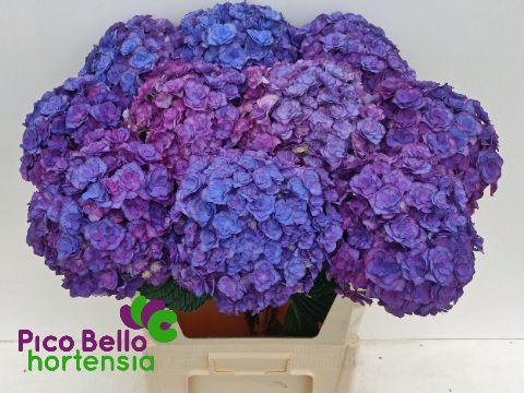 <h4>HYDR M ROY ANASTA BL</h4>