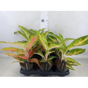 Aglaonema   ...