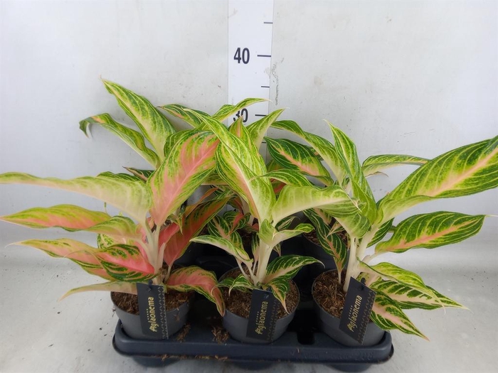 <h4>Aglaonema   ...</h4>