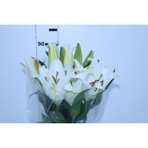 LIRIO ZAMBESI 080 CM HT MIN 2 FLS