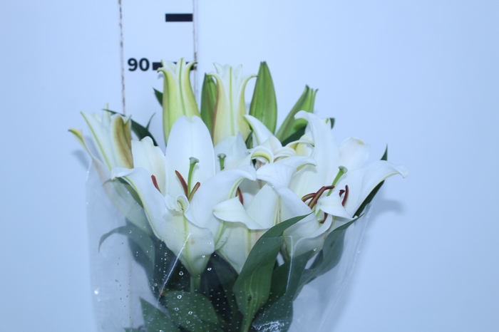 LIRIO ZAMBESI 080 CM HT MIN 2 FLS