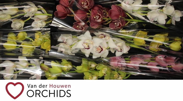 <h4>60 cm Gemengd</h4>