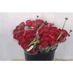 Ran.. Su Tango Extra X50