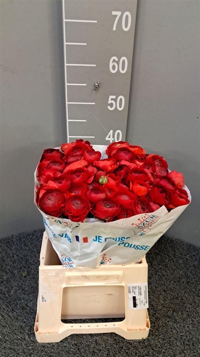 <h4>Ran Suc Ex Valentino</h4>