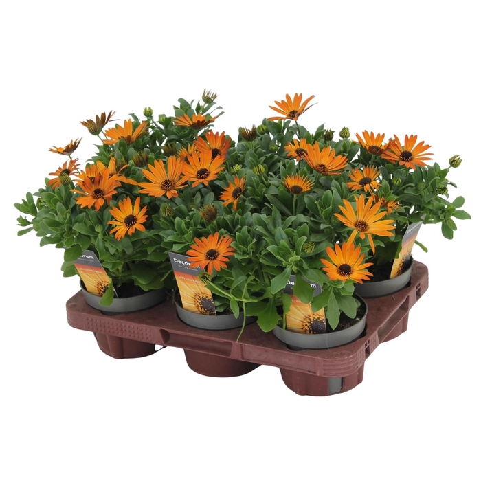 <h4>Osteospermum Orange Flare Decorum</h4>