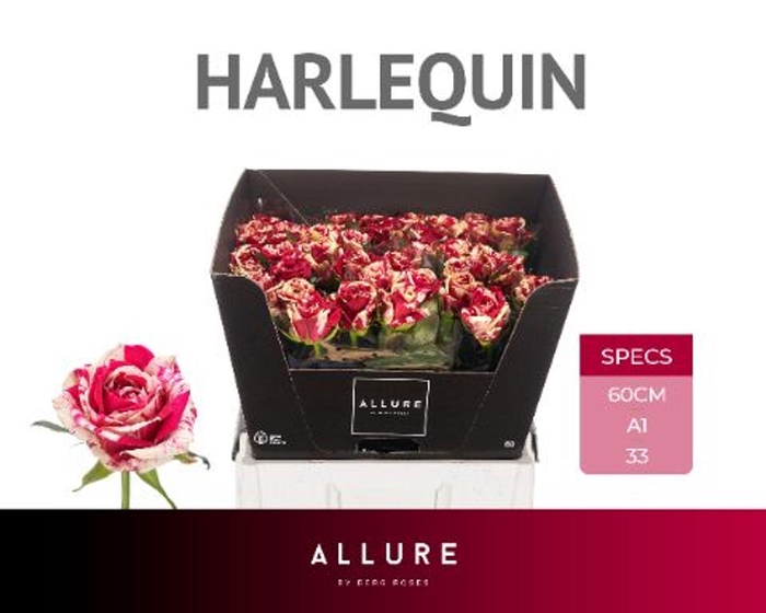 <h4>Rosa GR 'Harlequin'</h4>