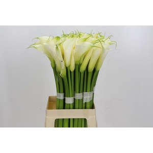 Zantedeschia Eydolls White