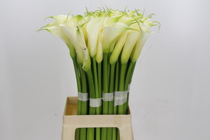 <h4>Zantedeschia Eydolls White</h4>