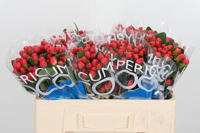 <h4>Hyp Coco Tango</h4>