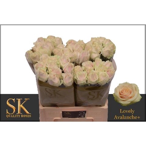 R GR LOVELY AVALANC+