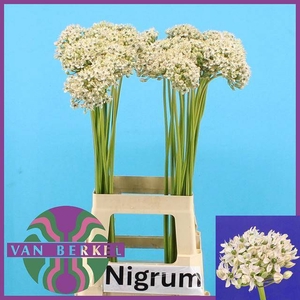 ALLIUM NIGRUM