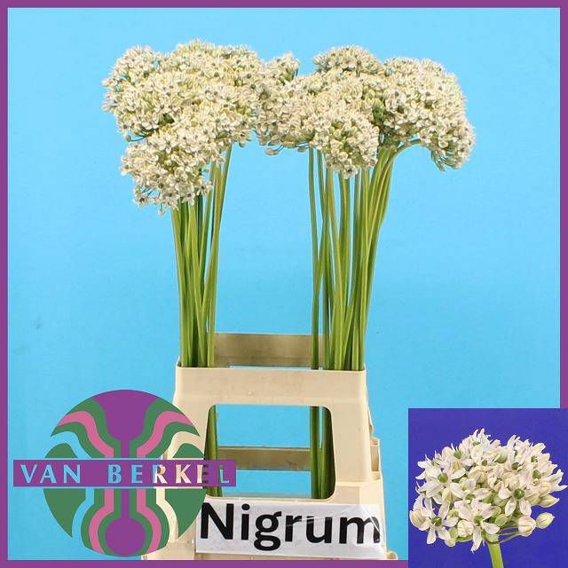 <h4>ALLIUM NIGRUM</h4>