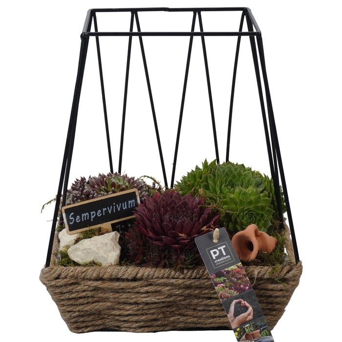 <h4>Arr.  Sempervivum H%</h4>