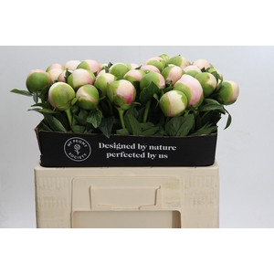 Paeonia (Herb. Hybrid Grp) 'Colonel Owen Cousins'