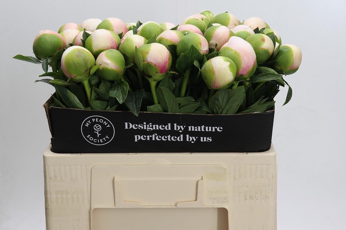 <h4>Paeonia (Herb. Hybrid Grp) 'Colonel Owen Cousins'</h4>