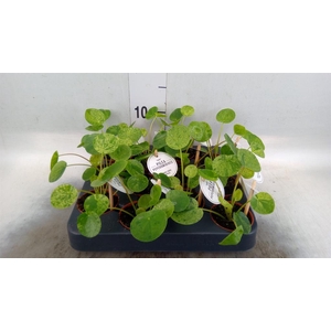 Pilea   ...