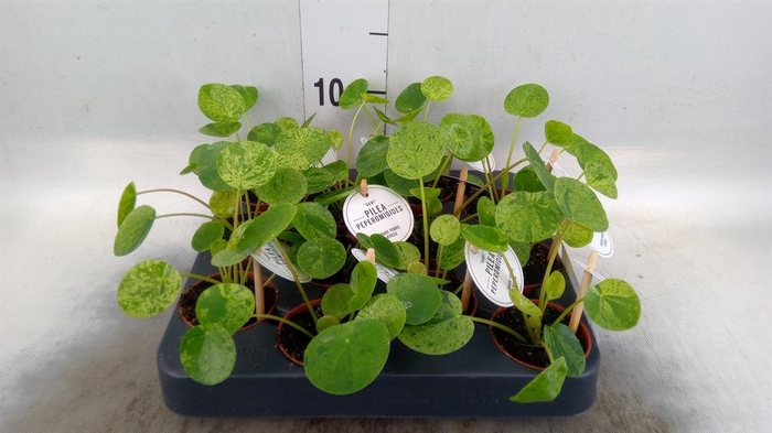 <h4>Pilea   ...</h4>