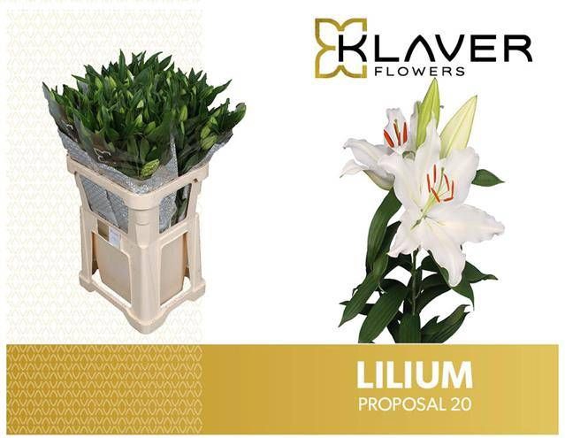 <h4>Li Or Proposal 2 Knop Klaver Lily</h4>