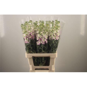 Matth Iron Artic Queen