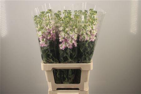 Matth Iron Artic Queen