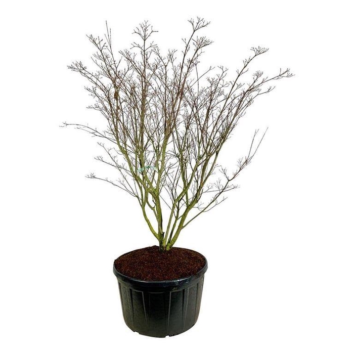 <h4>Cornus kousa 'Weisse Fontaine'</h4>