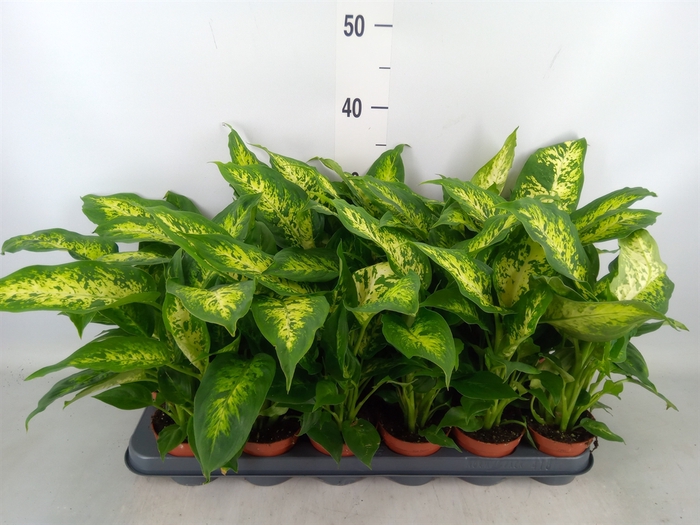 <h4>Dieffenbachia  'Compacta'</h4>