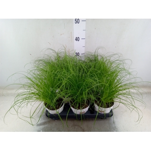 Cyperus alternifolius 'Zumula'