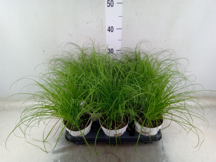 <h4>Cyperus alternifolius 'Zumula'</h4>