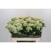 Eupatorium rugosum 'Braunlaub'