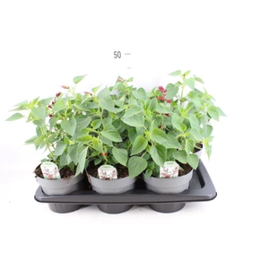 Salvia splendens