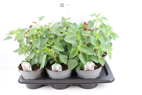 <h4>Salvia splendens</h4>