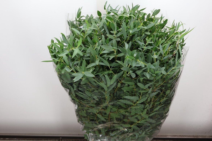 <h4>Euca Parvifolia Lang 300 Gr.</h4>